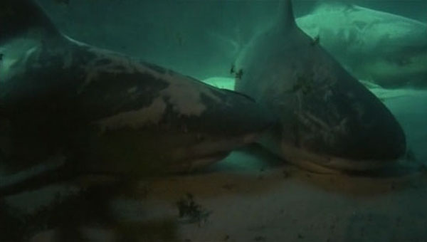 Bermudas: la cueva de los tiburones 01